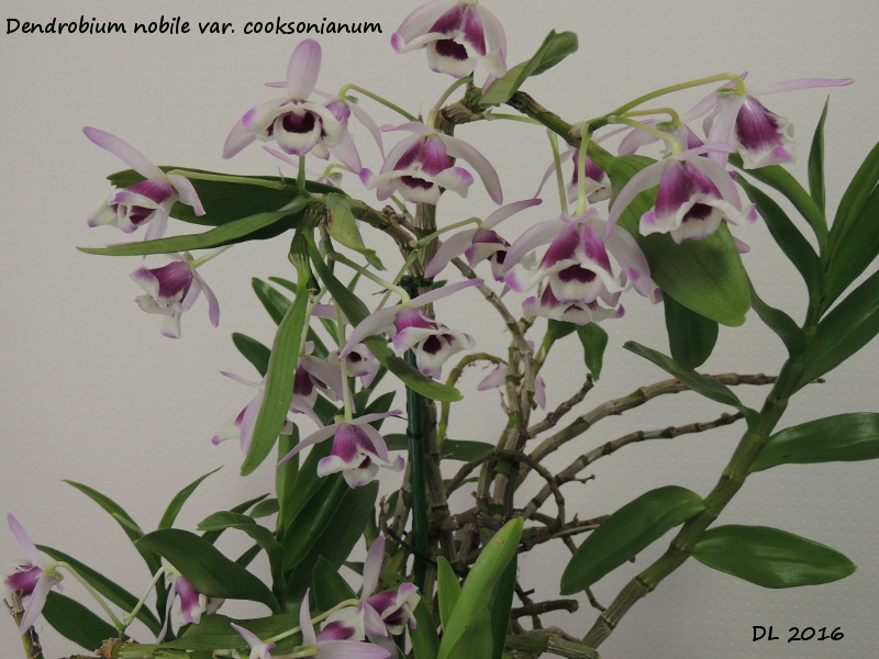Dendrobium nobile var. cooksonianum Dendro nobile2016
